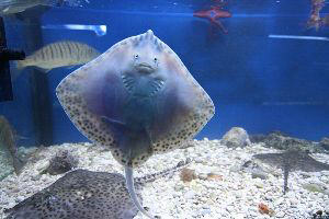 Aquarium Baska Insel Krk Kroatien Fisch
