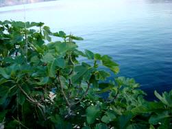 Fig tree Baska island Krk Croatia
