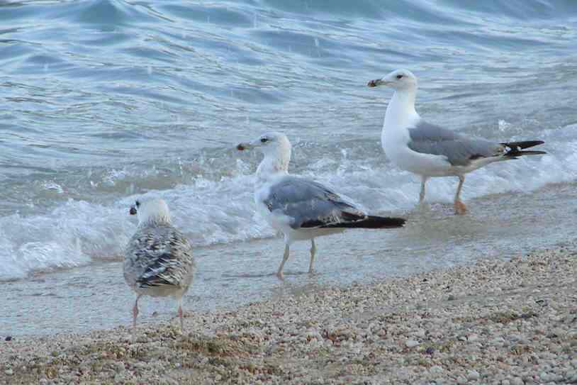 Baska Insel Krk Kroatien Moewen am Strand