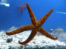 Baska island Krk Croatia Aquarium Sea star