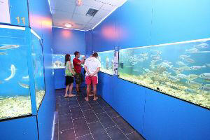 Baska island Krk Croatia Aquarium 