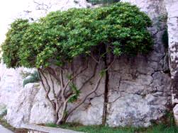 Myrtle tree - Baska island Krk Croatia