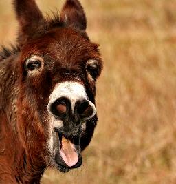 Donkey Baska island Krk Croatia