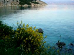 Blhender Ginster - Frhling in Baska Insel Krk Kroatien