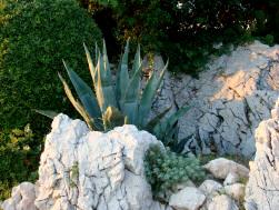 Pflanzen an der Meerespromenade in Baska Insel Krk Kroatien