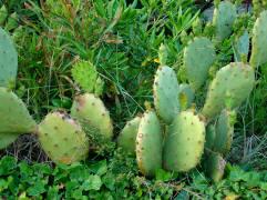 Baska island Krk Croatia - cactus on the sea promenade