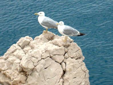 Möwen an der Meerespromenade Kricin Baska Insel Krk Kroatien Möwen an der Meerespromenade Kricin Baska Insel Krk Kroatien
