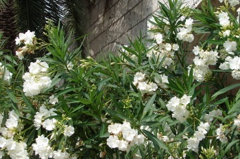 Adria Flora Weißer Oleander Baska Kroatien Oleander weiß