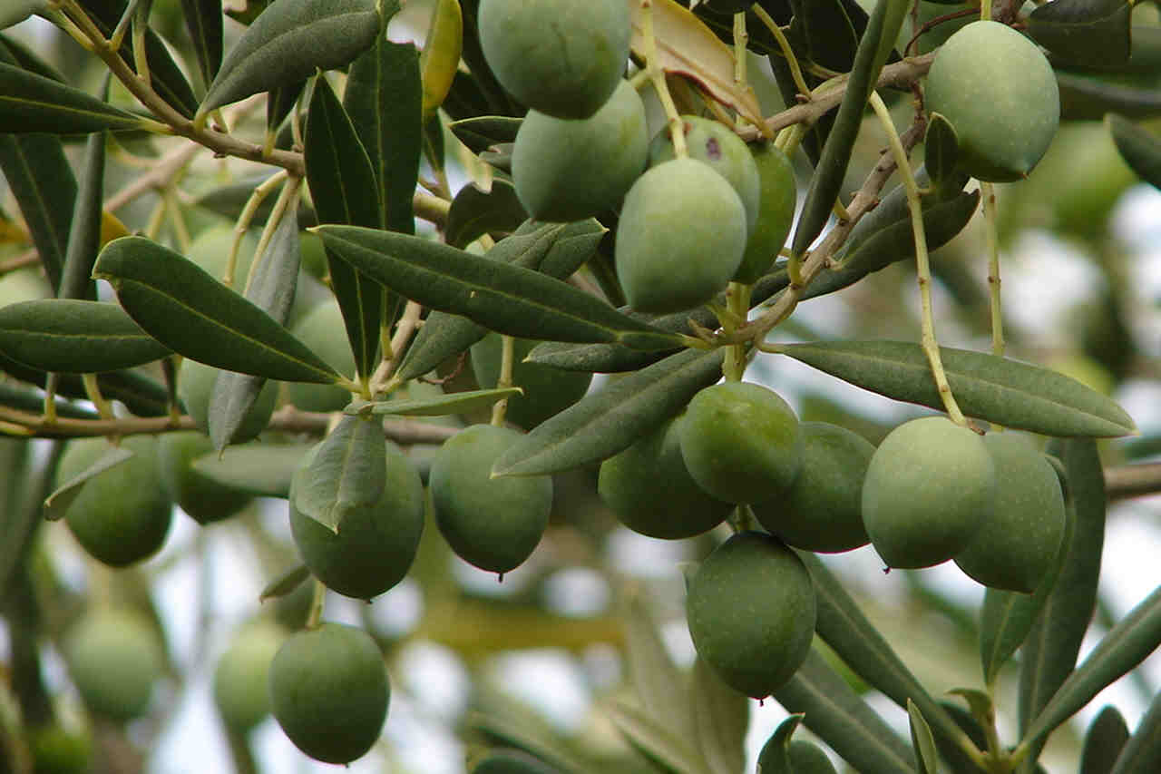 Olives Baska island Krk Croatia