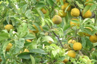 Baska Krk Croatia lemon tree