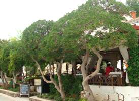 Restaurant Franica mit Terrasse im Schatten und Meerblick im Hafen Baska Insel Krk Kroatien Restaurant Franica mit Terrasse im Schatten und Meerblick im Hafen Baska Insel Krk Kroatien