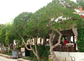 Restaurant Franica mit Terrasse im Schatten und Meerblick im Hafen Baska Insel Krk Kroatien